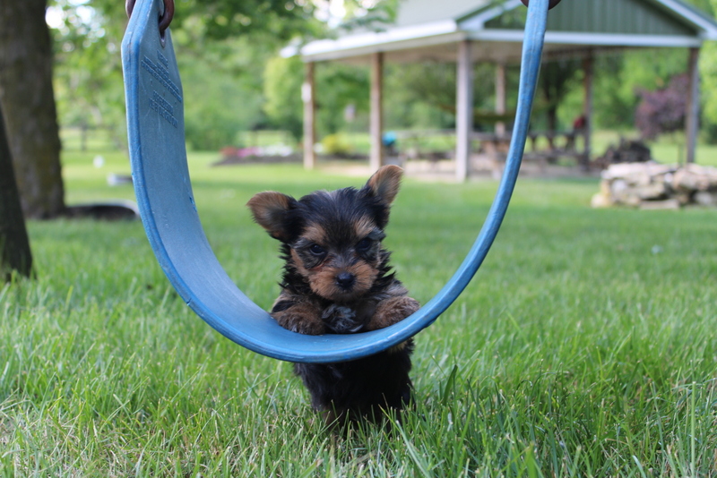 puppy, for, sale, Yorkshire Terrier , Matthew B. Stoltzfus, dog, breeder, Gap, PA, dog-breeder, puppy-for-sale, forsale, nearby, find, puppyfind, locator, puppylocator, aca